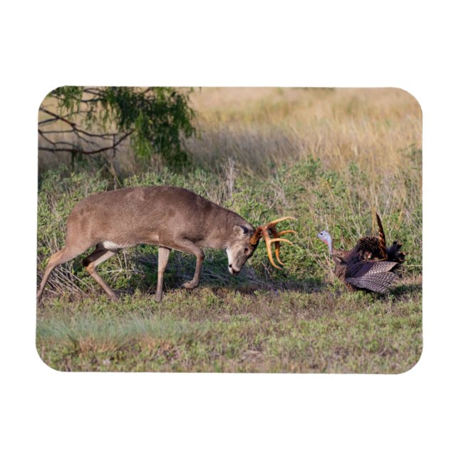Magnet Flexible Turquie sauvage aux cerfs de Virginie (Horizontal)