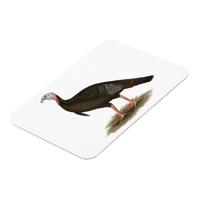 Magnet Flexible Turquie :  Tom sauvage oriental (Côté Gauche)