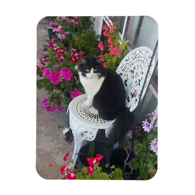 Magnet Flexible Tuxedo Chat Cute Jolie Fleurs Chats Carte d'Annive (Vertical)