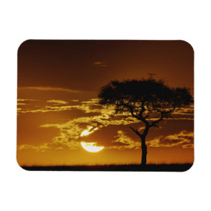 Magnet Flexible Umbrella Thorn Acacia, Acacia tortilis,