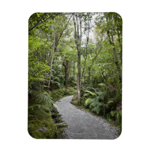 Magnet Flexible Un chemin à travers une forêt tropicale à la ba