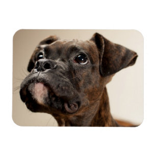 Magnet Flexible Un chiot Brindle de boxeur recherchant