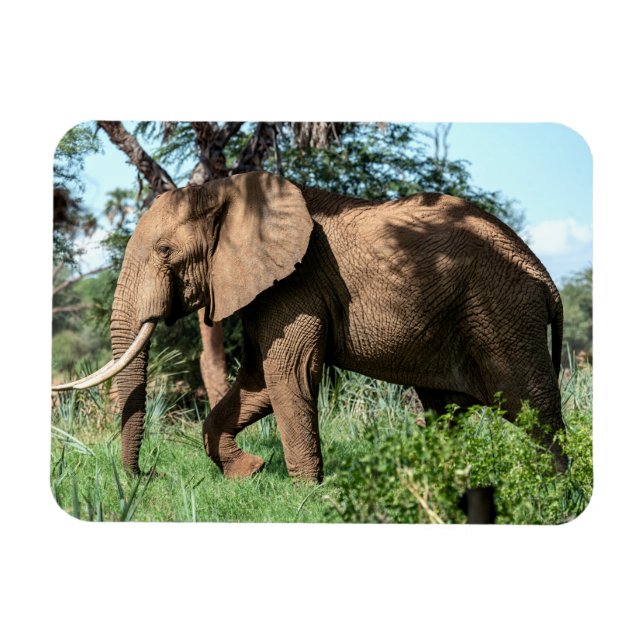 Magnet Flexible Un éléphant africain au Safari (Horizontal)