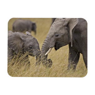 Magnet Flexible Un éléphant africain paissant dans les champs