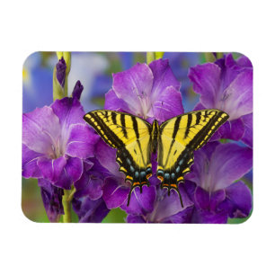 Magnet Flexible Un papillon de vice-roi sur Glads pourpre