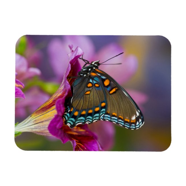 Magnet Flexible Un papillon swallowtail (Horizontal)