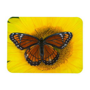Magnet Flexible Un papillon vice-roi   Limenitis Archippus