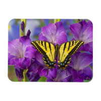 Un papillon Viceroy sur des glands mauves