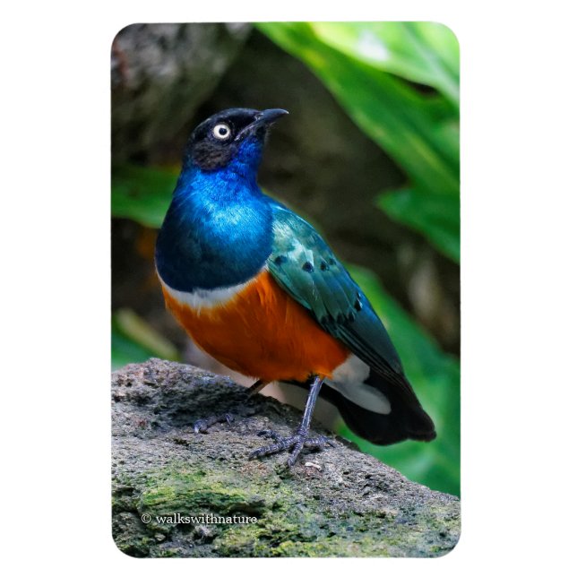 Magnet Flexible Un Superbe Songbird Starling Africain (Vertical)