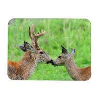 Une paire de cerfs