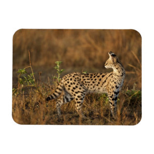 Magnet Flexible Upper Mara, Masai Mara Game Reserve, Kenya,