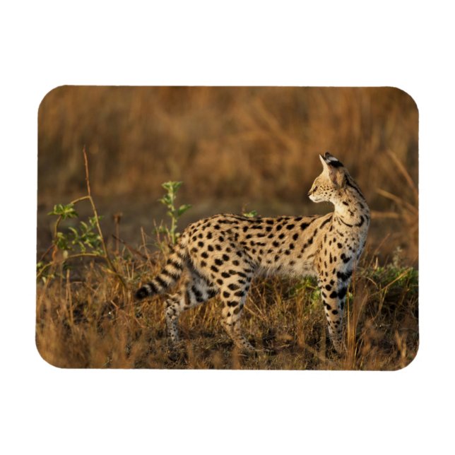 Magnet Flexible Upper Mara, Masai Mara Game Reserve, Kenya, (Horizontal)