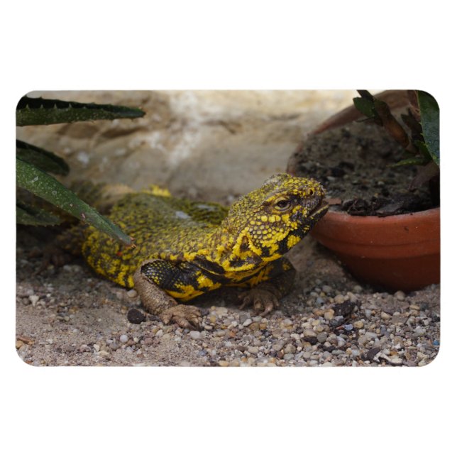 Magnet Flexible Uromastyx geyri (Horizontal)
