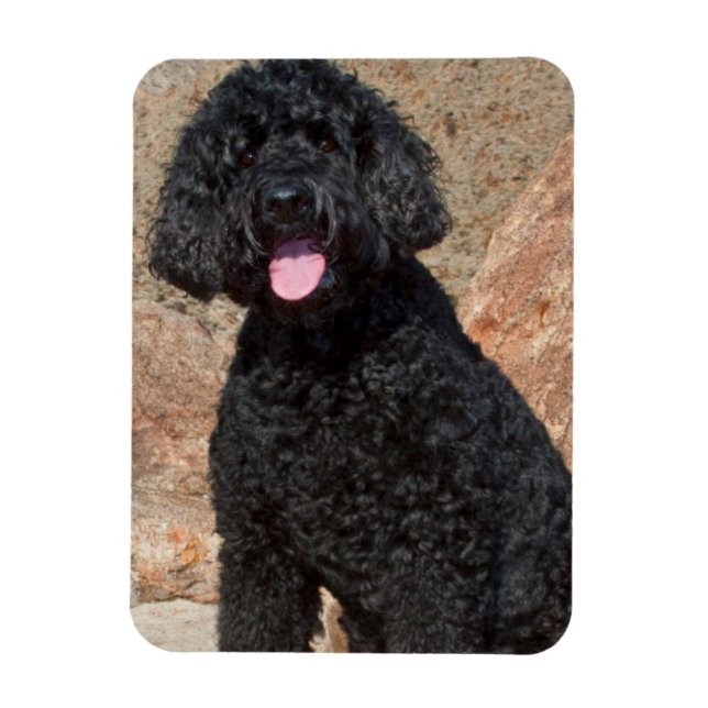 Magnet Flexible USA, Californie. Labradoodle assis (Vertical)