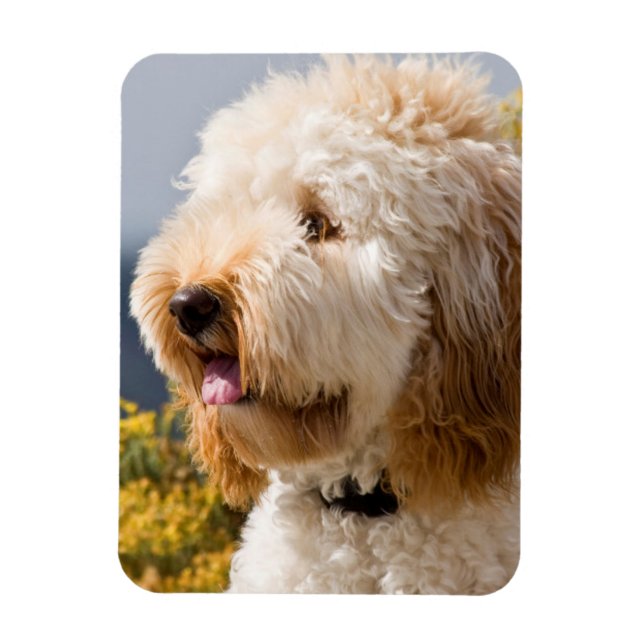 Magnet Flexible USA, Californie. Portrait De Labradoodle 3 (Vertical)