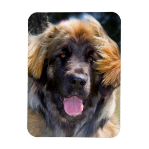 Magnet Flexible USA, Californie. Portrait De Leonberger Assis