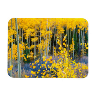 Magnet Flexible USA, Colorado. Bright Jaune Aspect Dans Les Rocheu