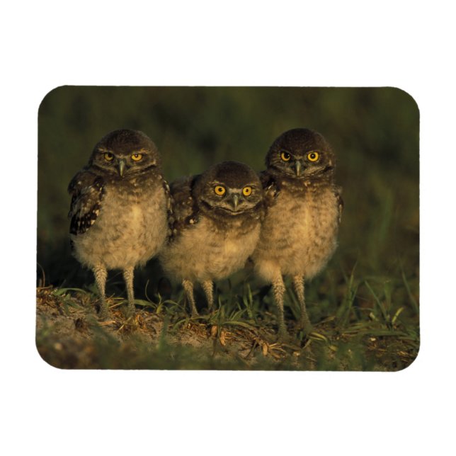 Magnet Flexible USA, Floride, Cap Coral. Trois Chouettes (Horizontal)