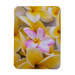 Magnet Flexible USA, Hawaii, Oahu, Plumeria fleurs en fleurs 1