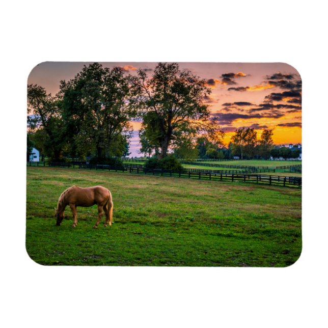 Magnet Flexible USA, Lexington, Kentucky. Cheval solitaire au couc (Horizontal)