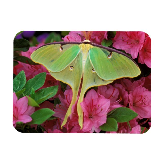 Magnet Flexible USA, Pennsylvanie. Luna moth sur clematis rose (Horizontal)