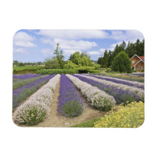 Magnet Flexible USA, WA, Sequim, Purple Haze Lavender Farm