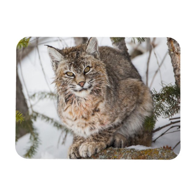Magnet Flexible USA, Wyoming, Parc national de Yellowstone, Bobcat (Horizontal)