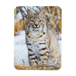Magnet Flexible USA, Wyoming, Portrait de Bobcat
