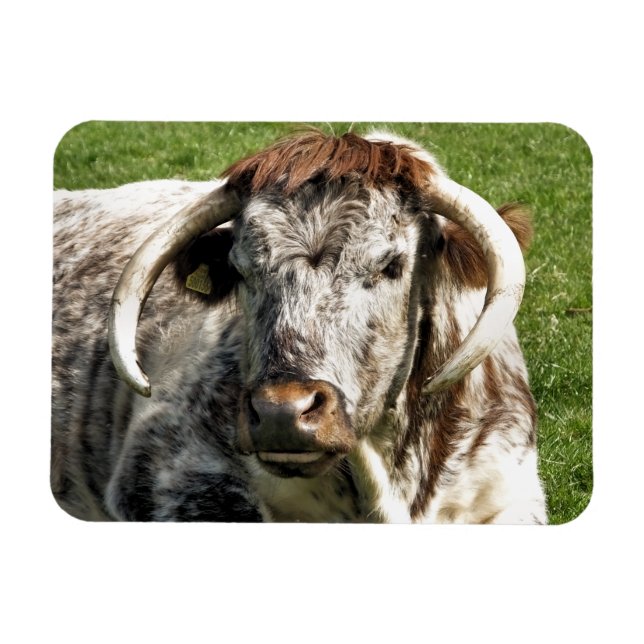 MAGNET FLEXIBLE VACHE (Horizontal)