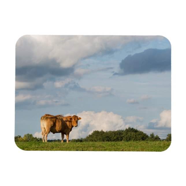 Magnet Flexible Vache Blonde d'Aquitaine en Dordogne, France (Horizontal)