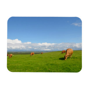 Magnet Flexible Vaches pâturant dans une prairie, aimant rectangle