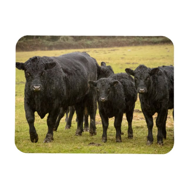 Magnet Flexible Vaches sous la pluie (Horizontal)