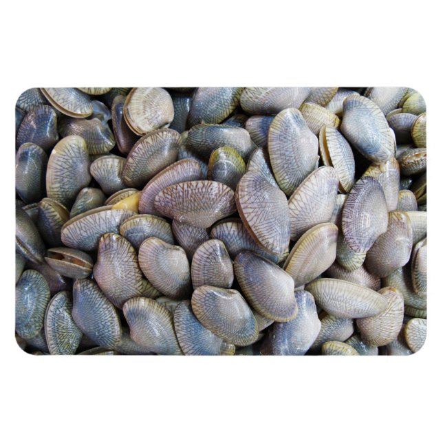 Magnet Flexible Venus Clam [ห อ ย ล า ย] (Horizontal)