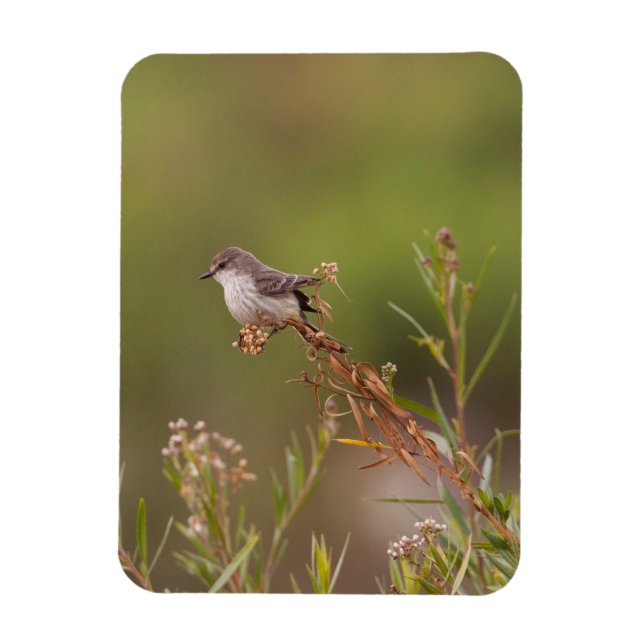Magnet Flexible Vermilion Flycatcher (Vertical)