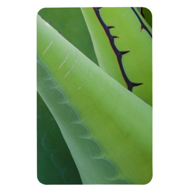 Magnet Flexible Vers Le Haut De L'Agave (Vertical)