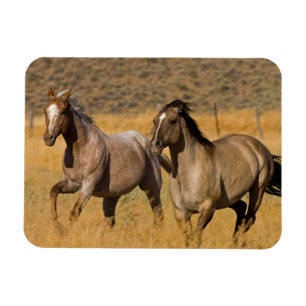Magnet Flexible Vie de ranch au Ponderosa Ranch