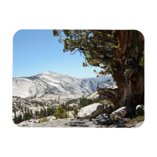 Magnet Flexible Vieil arbre au parc national de Yosemite