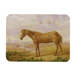 Magnet Flexible Vieux Billy, un cheval de trait, âgé 62 (huile s