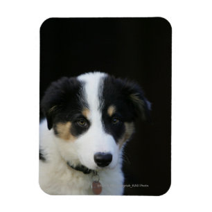 Magnet Flexible Vieux chiot de border collie de 12 semaines