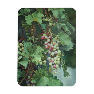 Magnet Flexible Vigne Réaliste avec Feuilles – Art Fin