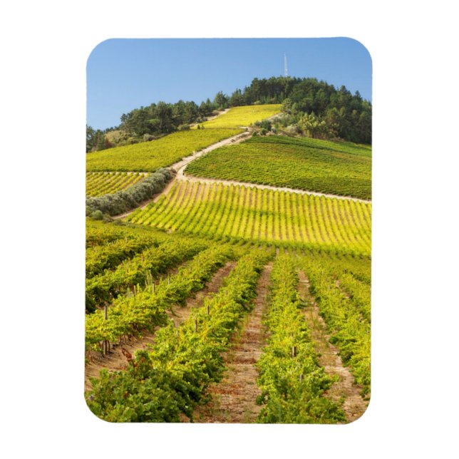 Magnet Flexible Vignoble, Stellenbosch, Western Cape (Vertical)