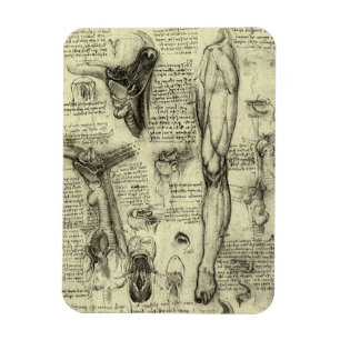 Magnet Flexible Vintage Human Anatomy Larynx Leg Leonardo da Vinci