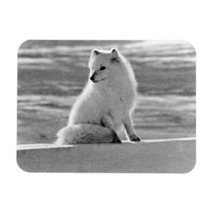 Magnet Flexible Vintage USA Alaska Arctic fox 1970