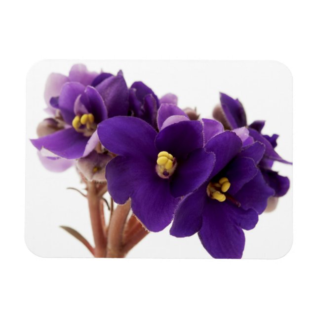 Magnet Flexible Violet africain (Horizontal)