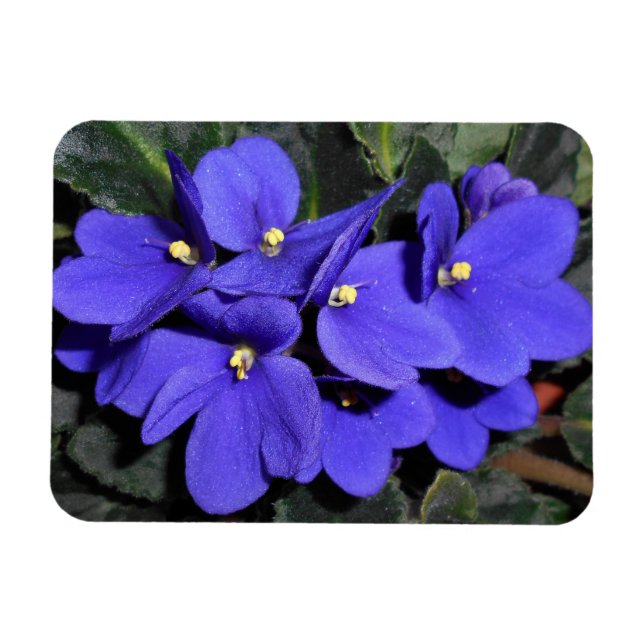 Magnet Flexible Violet royal bleu africain (Horizontal)