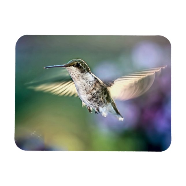 Magnet Flexible Vol de colibri (Horizontal)