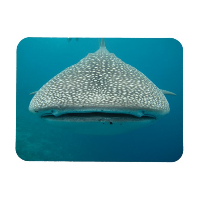 Magnet Flexible Vue avant du requin blanc (Horizontal)