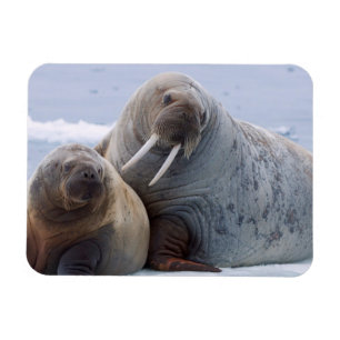 Magnet Flexible Walrus cow and calf reston on a sea ice floe