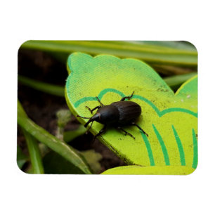 Magnet Flexible Weharm, Beetles, Curculionoidea, Bug