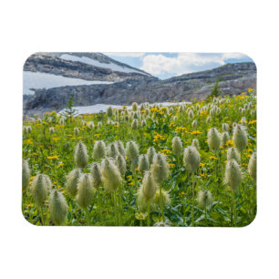 Magnet Flexible Western Pasqueflower East Kootenay Mountains